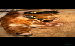 King Charles Spaniel dogs for sale: Beautiful cavalier puppies  - Image 29
