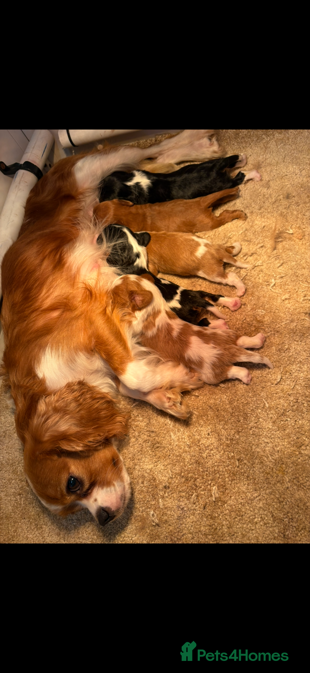 King Charles Spaniel dogs for sale: Beautiful cavalier puppies  - Image 29