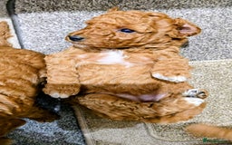 Miniature Poodle dogs for sale: MINIATURE POODLE PUPPIES.   - Advert 13