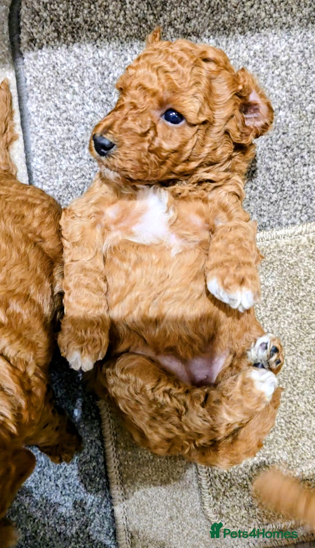 Miniature Poodle dogs for sale: MINIATURE POODLE PUPPIES.   - Advert 13