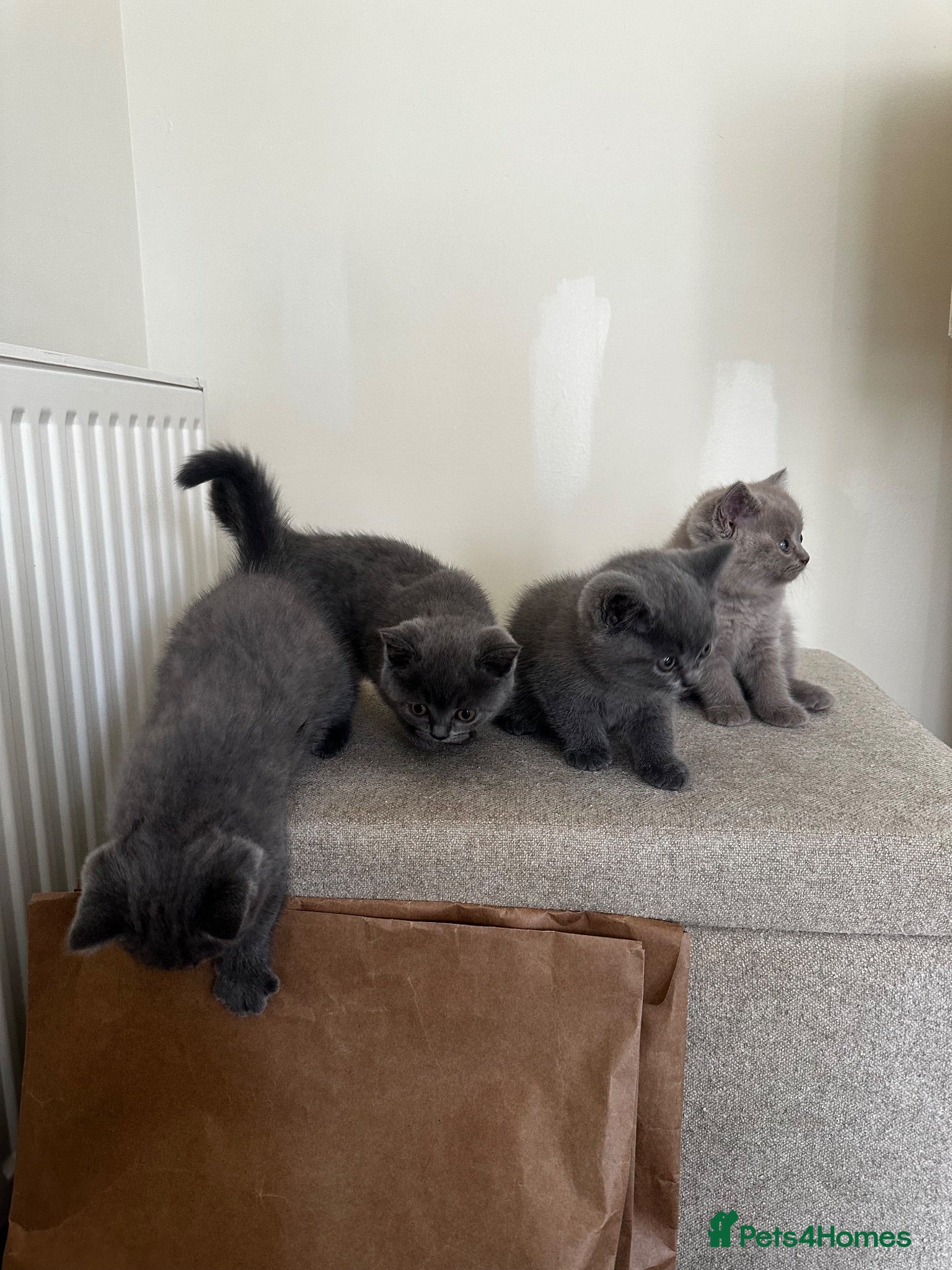 British Shorthair cats British short hair kittens  - Advert 2