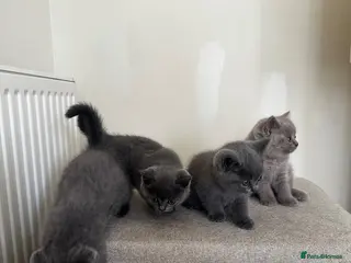 British Shorthair cats British short hair kittens - Advert 2