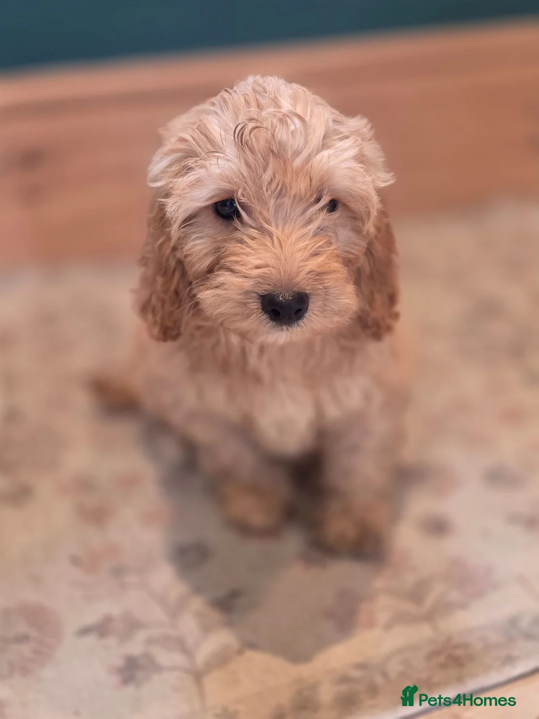 Cockapoo dogs for sale: COCKAPOO £695 - Advert 2