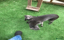 Whippet dogs for sale: KC whippets  - Image 12