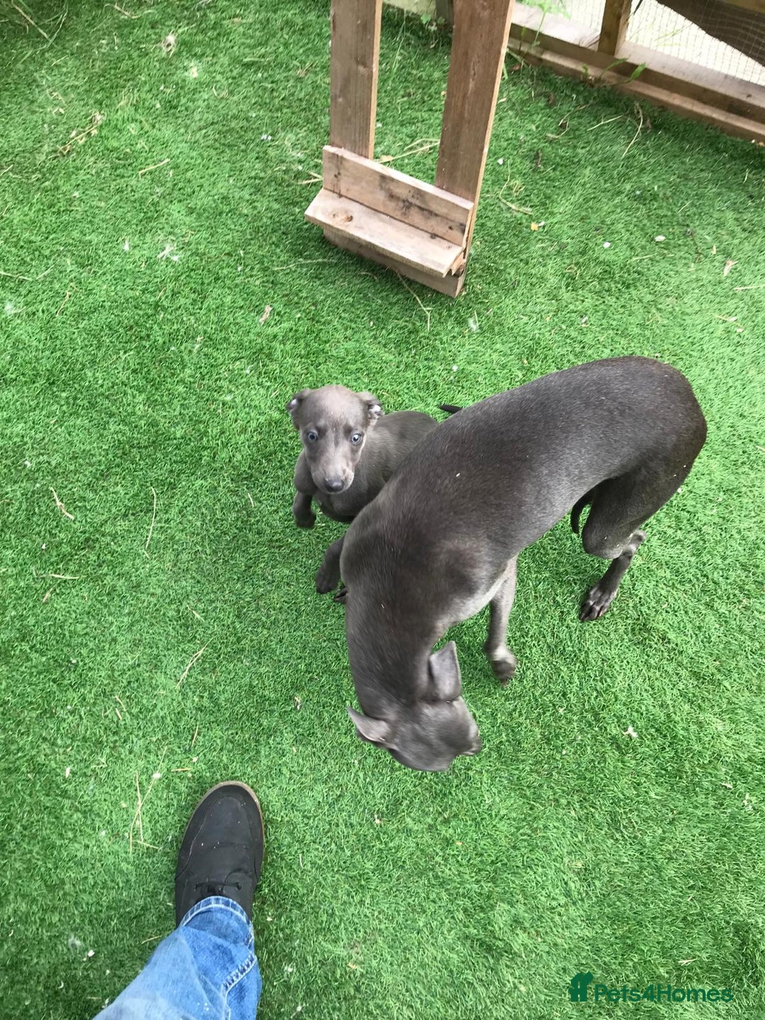 Whippet dogs for sale: KC whippets  - Image 12