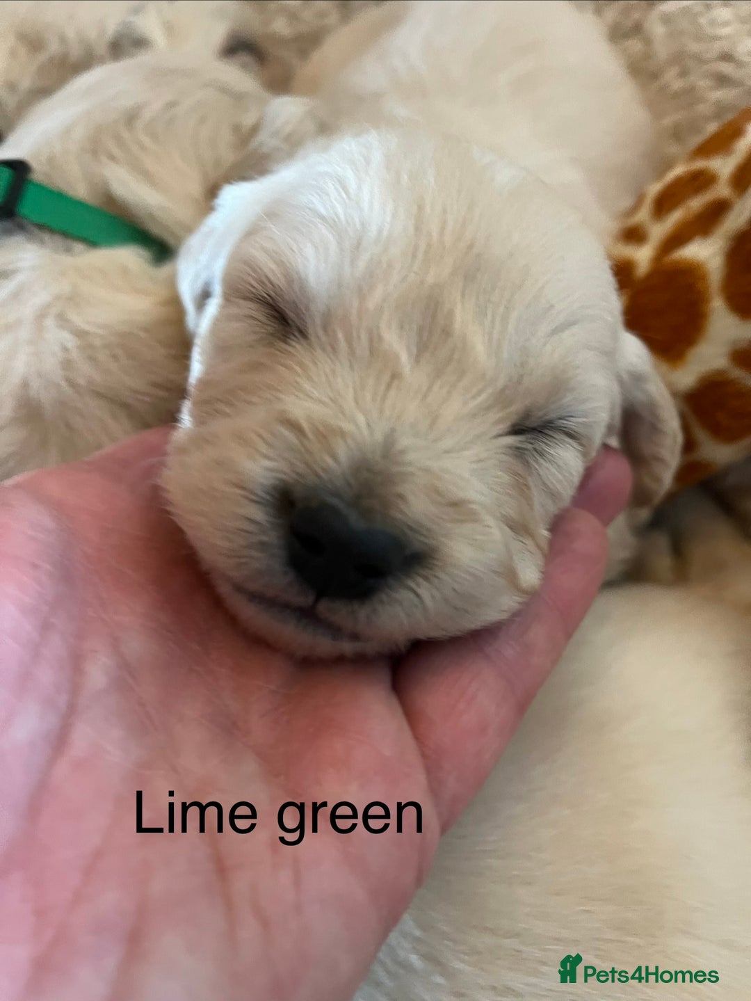 Golden Retriever dogs for sale: KC registered Golden Retriever puppies  - Advert 27