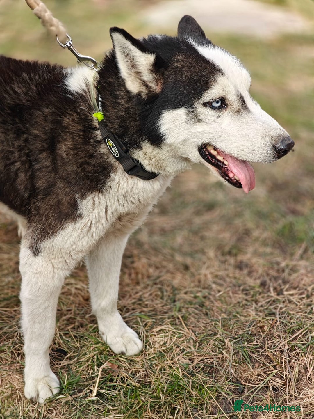 Siberian Husky dogs for adoption: 💙🐶 HASAN 🐶💙 - Image 15
