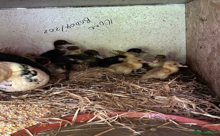 Ducks poultry - Advert 10