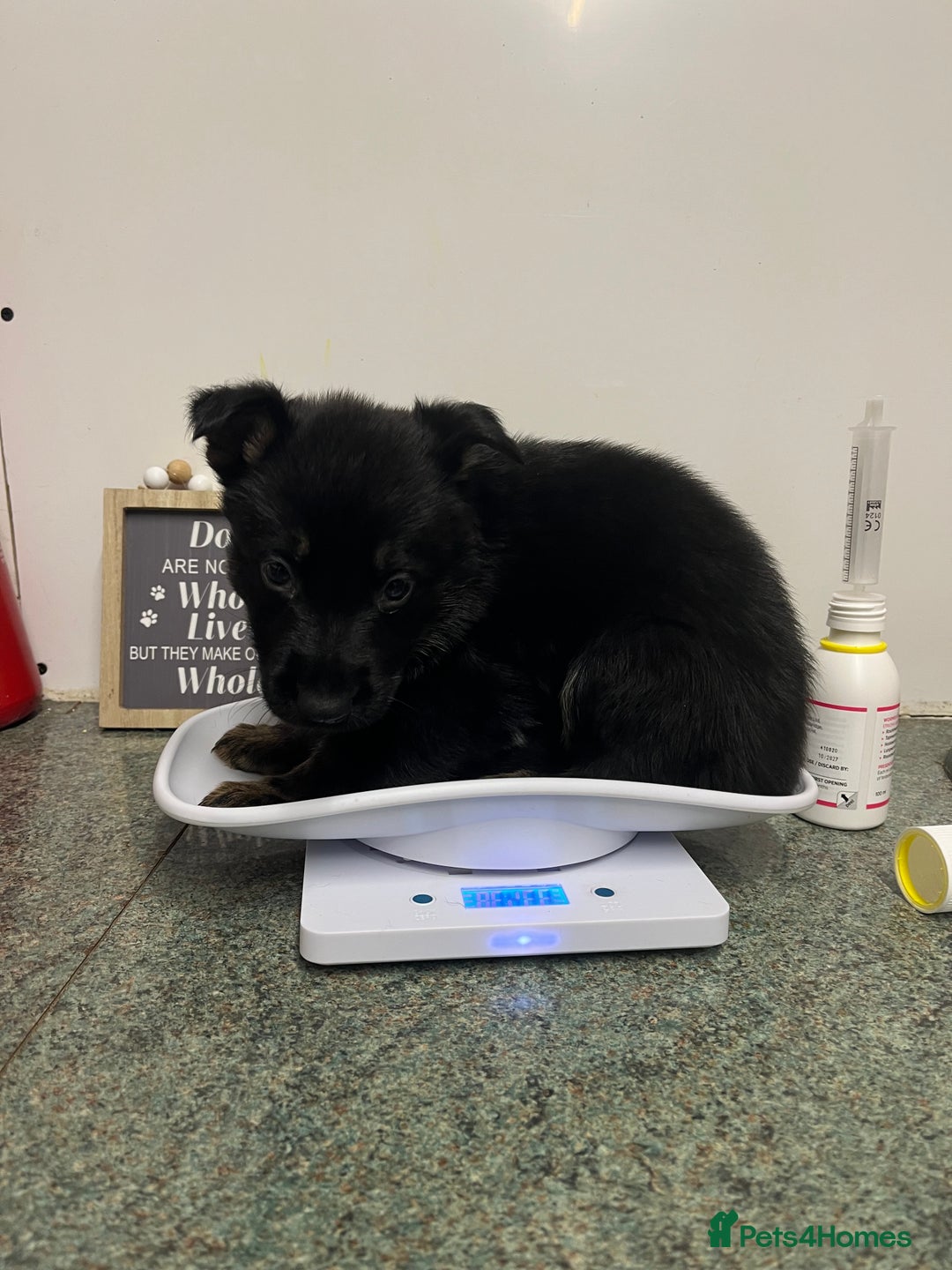 German Shepherd dogs for sale: Big beautiful big boned German Shepherd puppies - Image 12