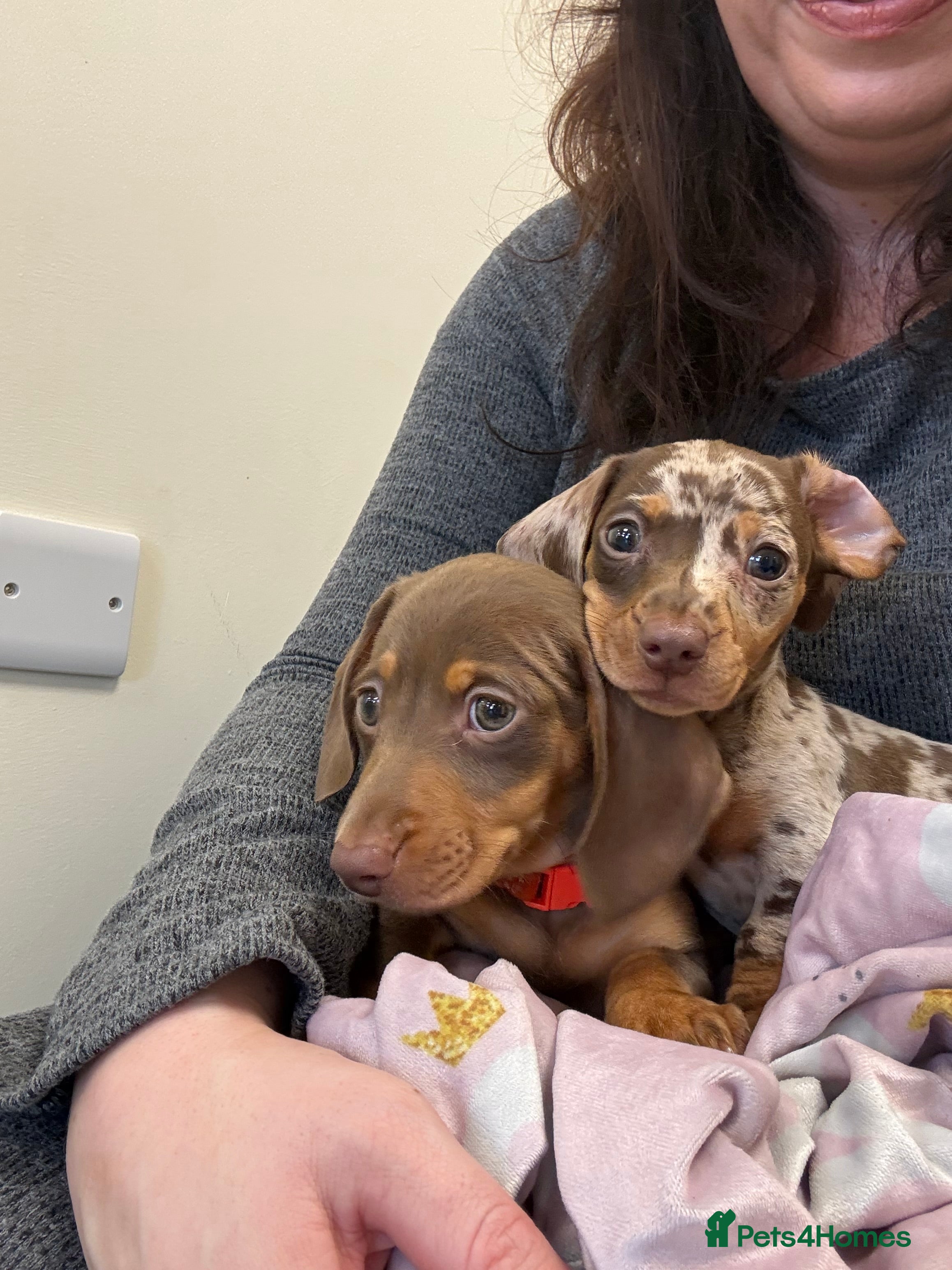 Miniature Dachshund dogs Perfect Miniature Dacshunds London/Kent - Advert 12