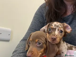 Miniature Dachshund dogs Perfect Miniature Dacshunds London/Kent - Advert 12
