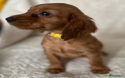 Cocker Spaniel dogs for sale: Extensively Health Tested KC Cocker Spaniels  - Image 6