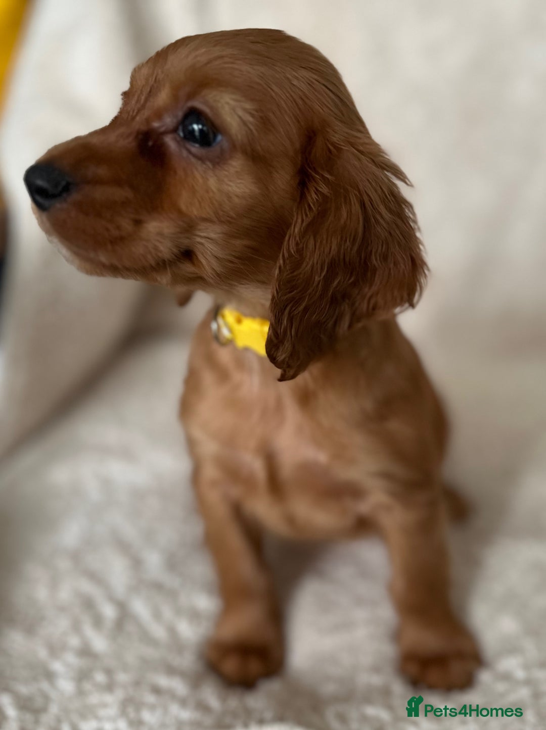 Cocker Spaniel dogs for sale: Extensively Health Tested KC Cocker Spaniels  - Image 6