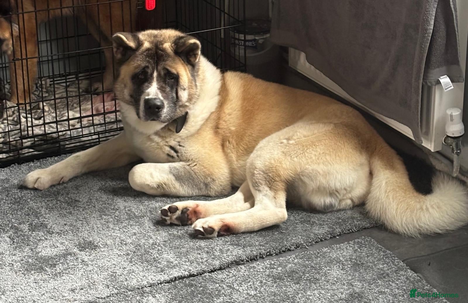 Akita dogs for sale: American Akita  - Advert 13
