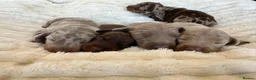 Miniature Dachshund dogs for sale: 5 beautiful baby miniature dachshund puppies  - Advert 2