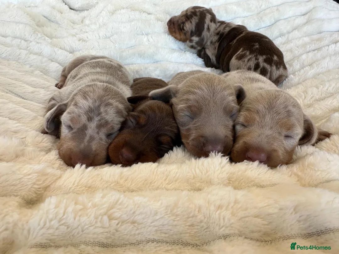 Miniature Dachshund dogs for sale: 5 beautiful baby miniature dachshund puppies  - Advert 2