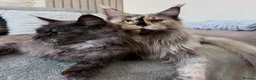 Maine Coon cats for sale: 🐾Three Beautiful Pedigree Maine Coon Boys🐾 - Advert 32