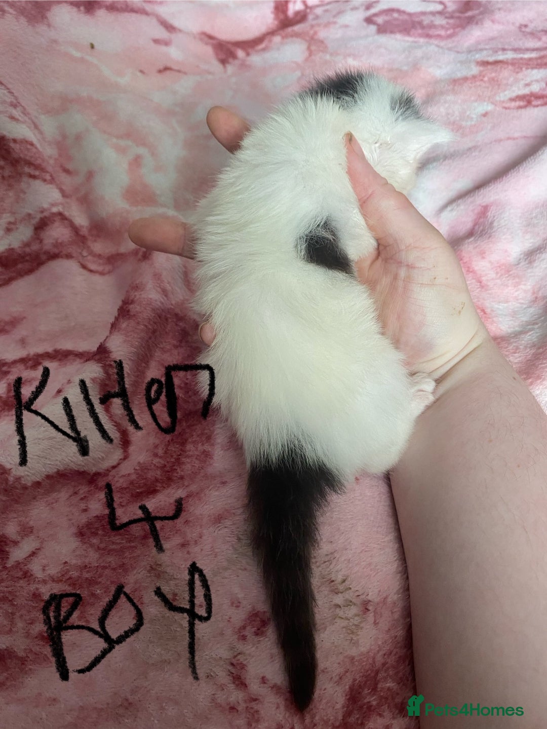 Maine Coon cats for sale: MI have 6 BEAUTIFUL kittens for sale🩷 - Image 9