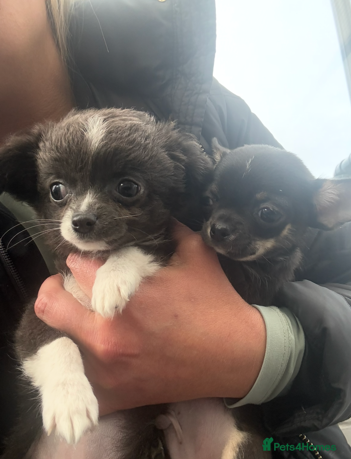 Chihuahua dogs Stunning Chihuahua Puppies (Must be sold together) - Advert 1