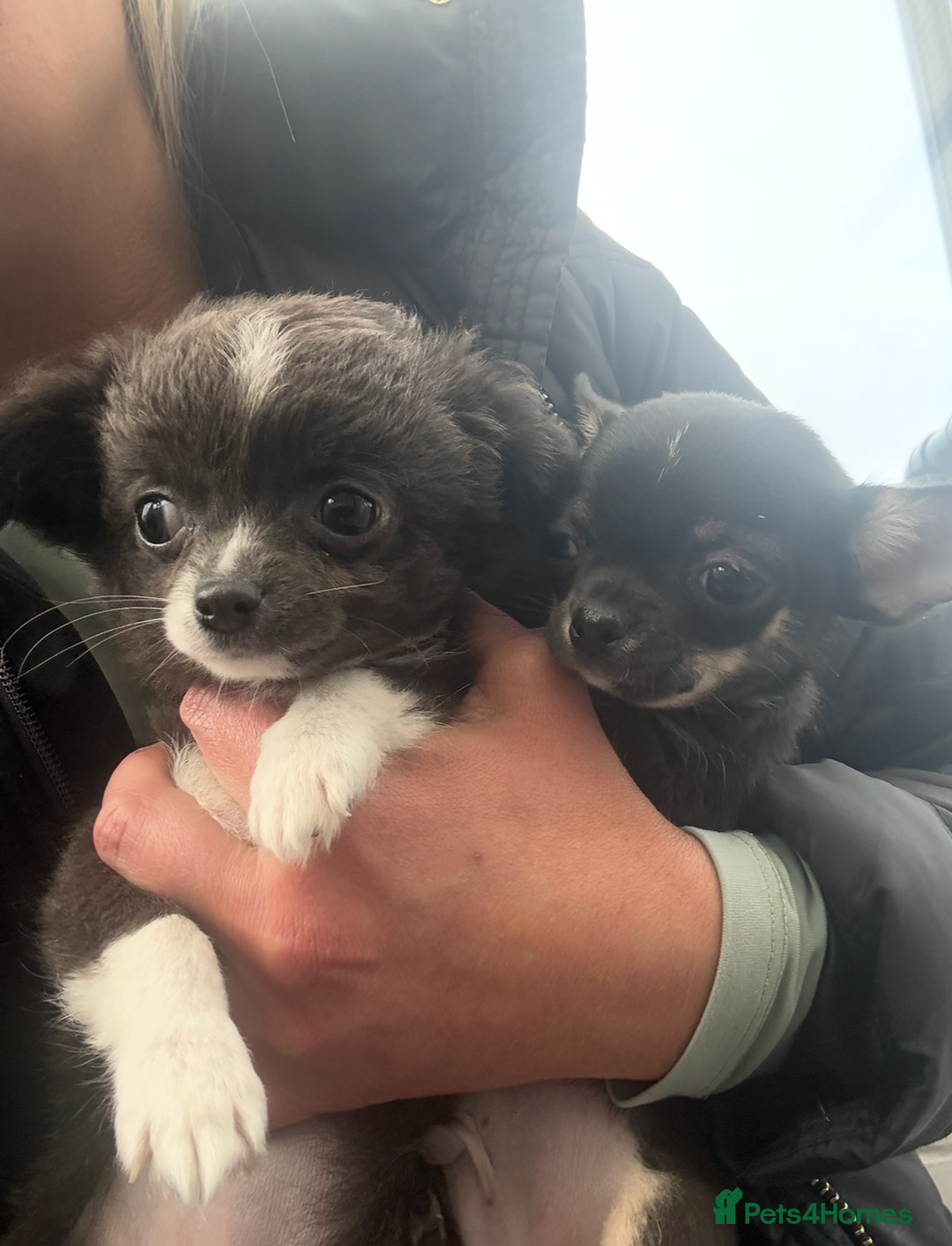 Chihuahua dogs for sale: Stunning Chihuahua Puppies (Must be sold together) - Advert 1