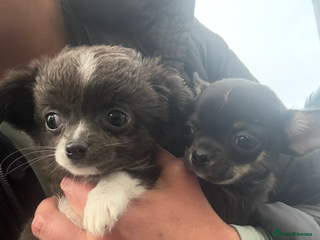Chihuahua dogs Stunning Chihuahua Puppies (Must be sold together) - Advert 1