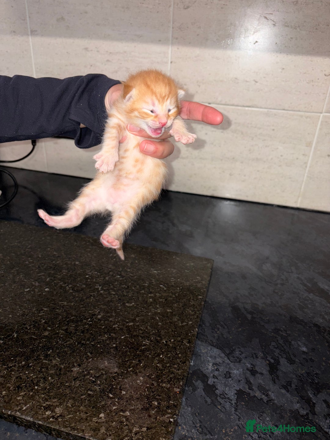 Bengal cats for sale: Bengal mixed Tabby - Advert 16