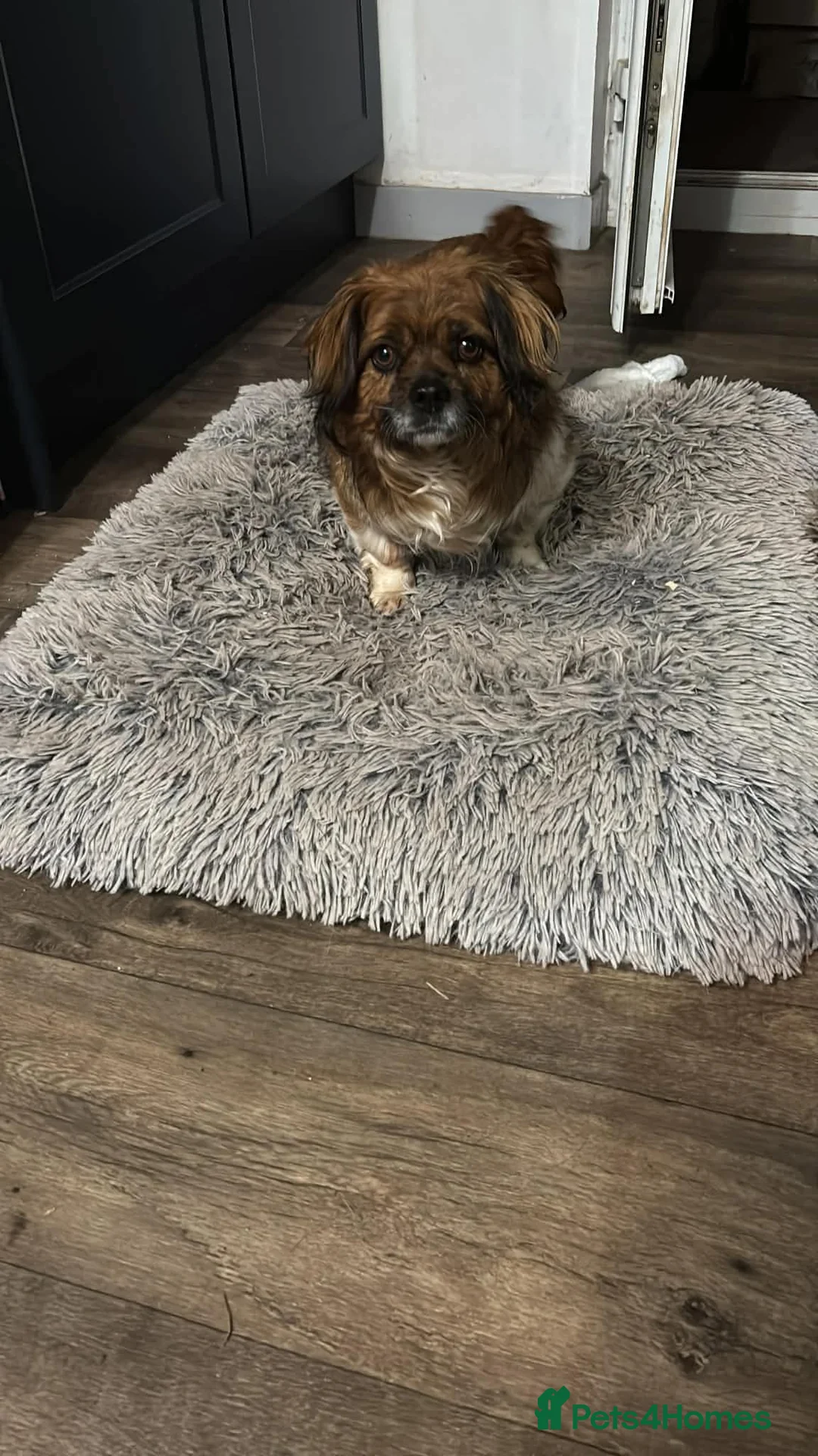 Mixed Breed dogs for adoption: Pica  in Minehead - Advert 2