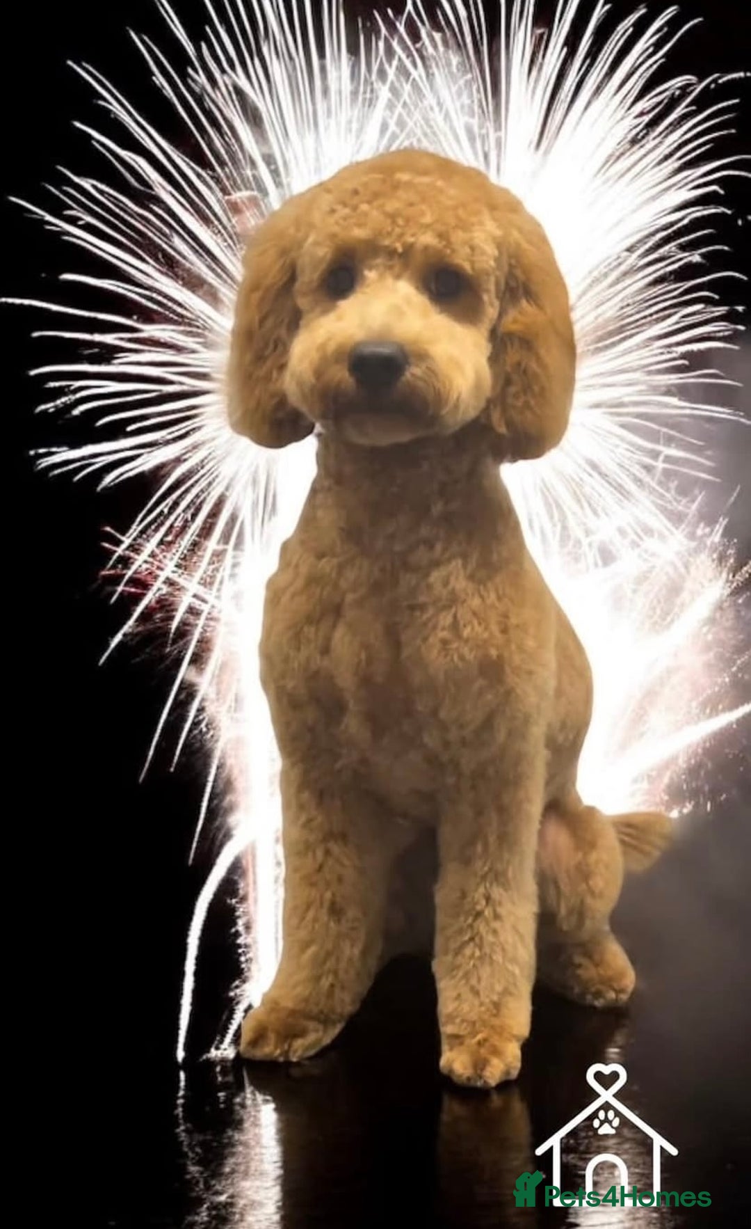 Cockapoo dogs for sale: Cockapoo puppies x5 - Advert 5