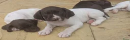 German Shorthaired Pointer dogs for sale: Beautiful German short haired pointer puppy's  - Advert 7