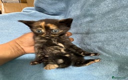 Mixed Breed cats for sale: Mix breed kittens for sale - Image 5