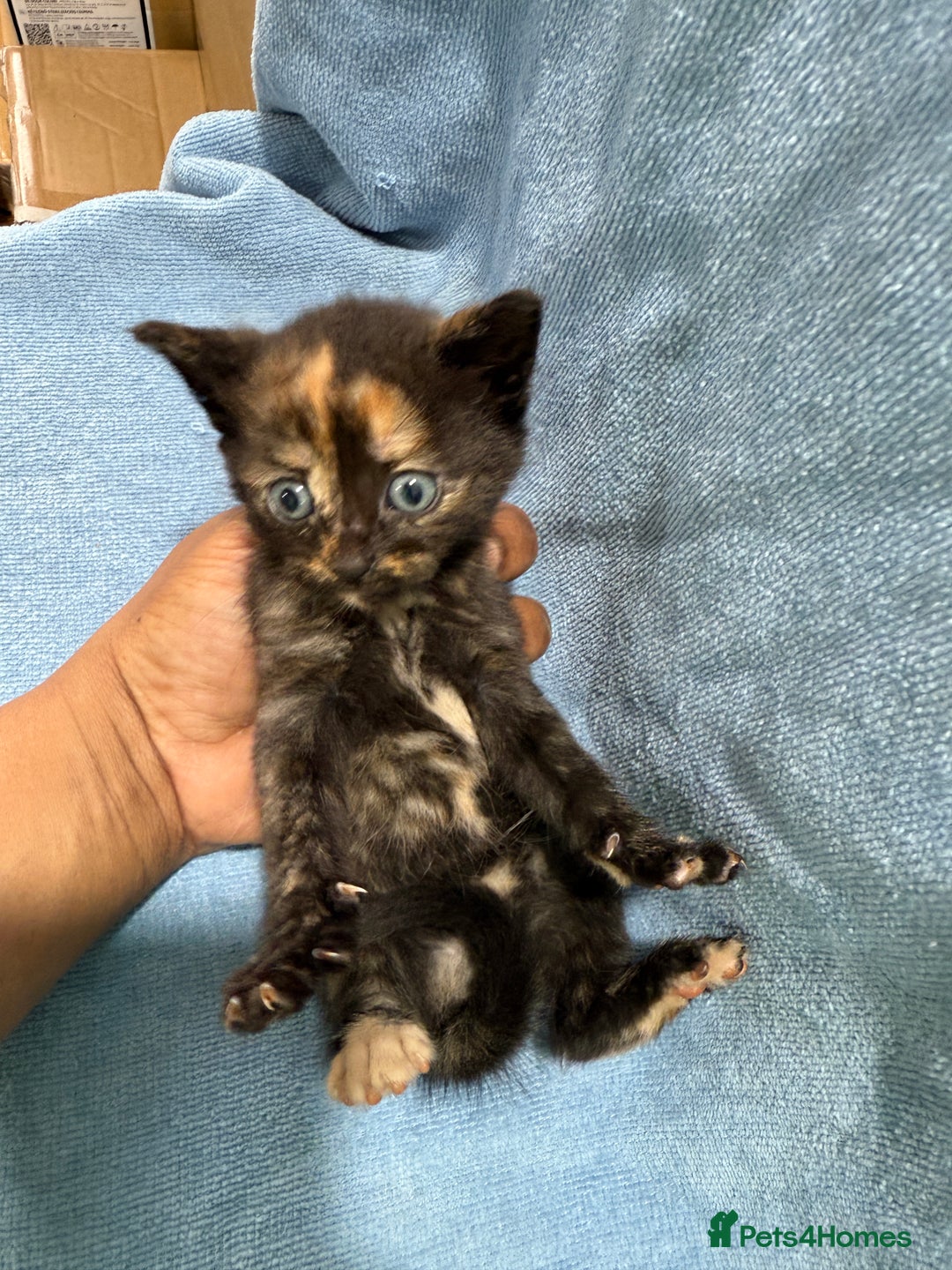 Mixed Breed cats for sale: Mix breed kittens for sale - Image 5
