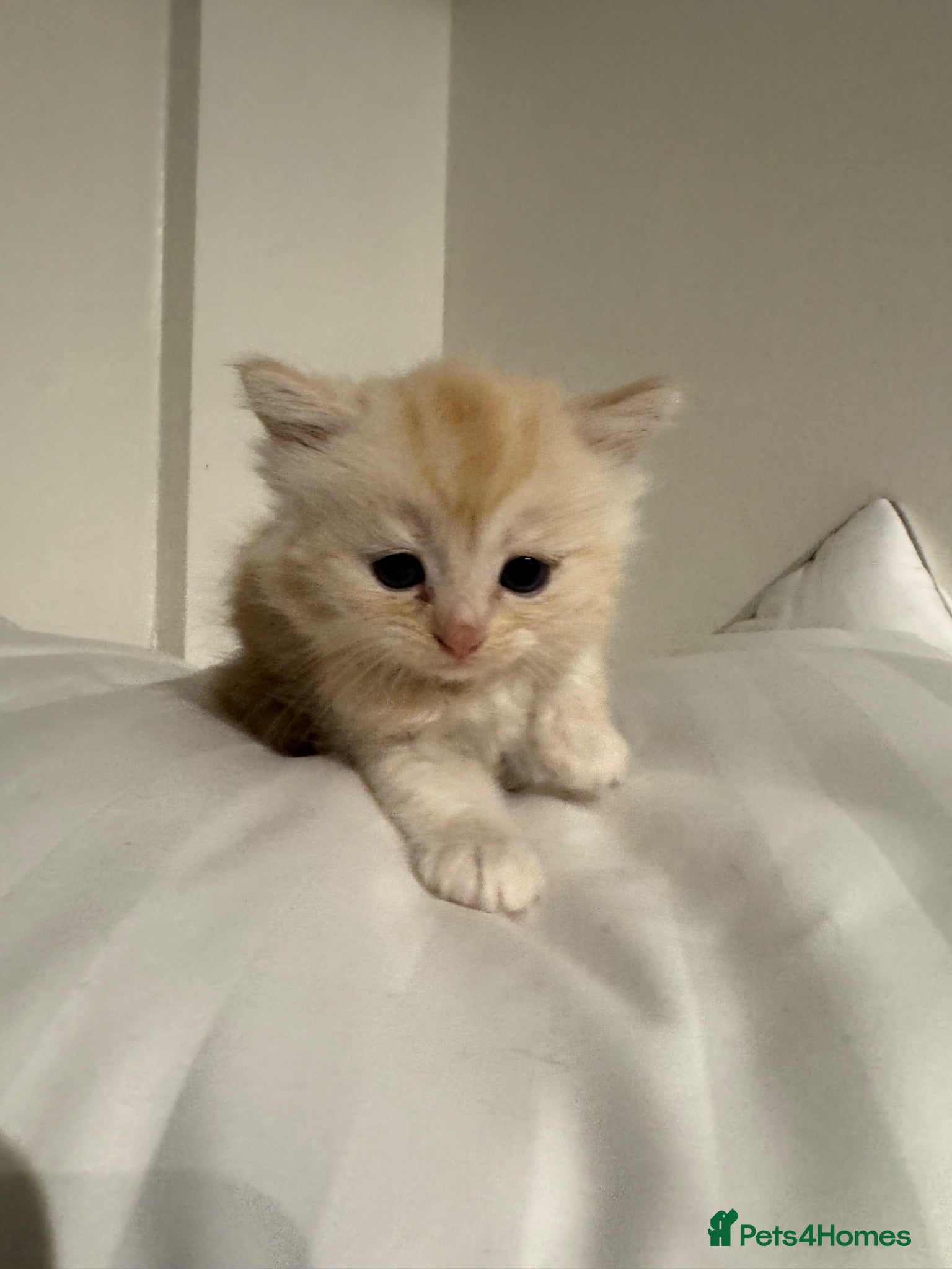 Scottish Fold cats Beautiful Scottish straight  - Advert 2