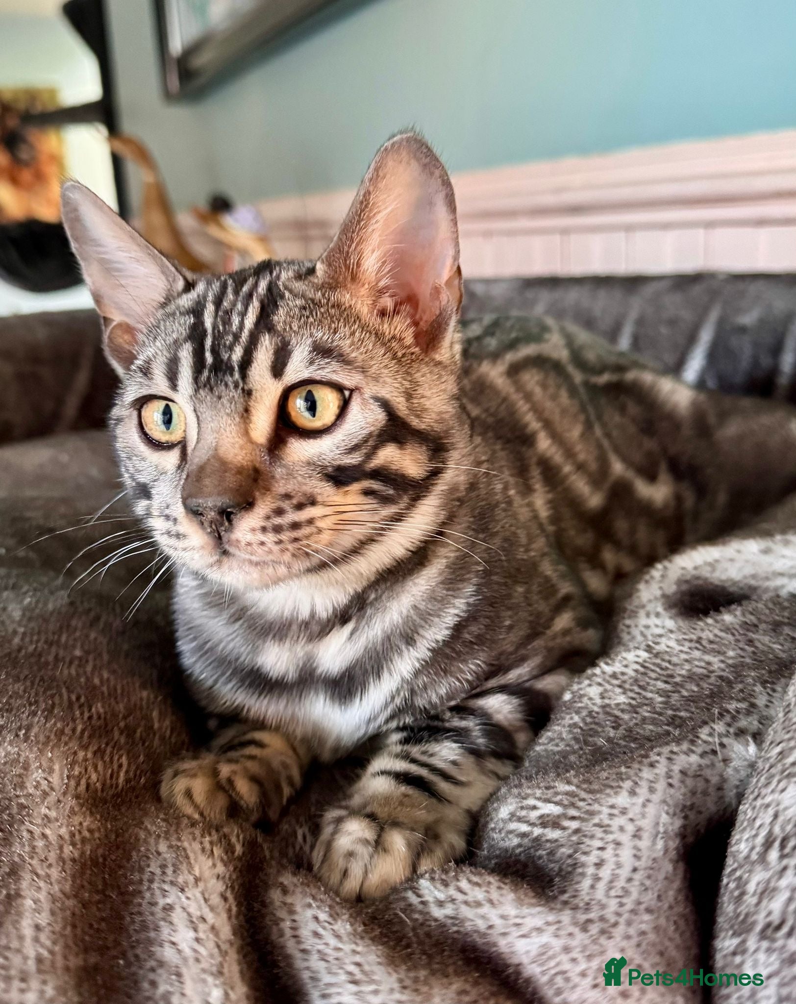Bengal cats 8 month old silver charcoal bengal for sale  - Advert 14