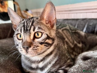 Bengal cats 8 month old silver charcoal bengal for sale - Advert 2
