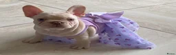 French Bulldog dogs for sale: FRENCH BULLDOGS, MERLE, ROJO, ISABELLA NEWSHADE. - Advert 12