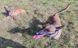 Belgian Shepherd Dog dogs for adoption: Cairo is looking for her forever home - Image 4