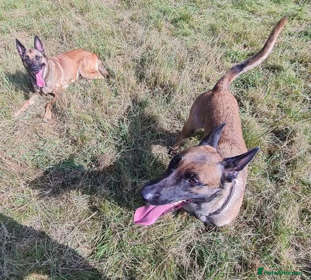 Belgian Shepherd Dog dogs for adoption: Cairo is looking for her forever home - Image 4