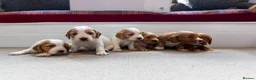 Cocker Spaniel dogs for sale: Beautiful KC Registered Cocker Spaniel Puppies  - Advert 8