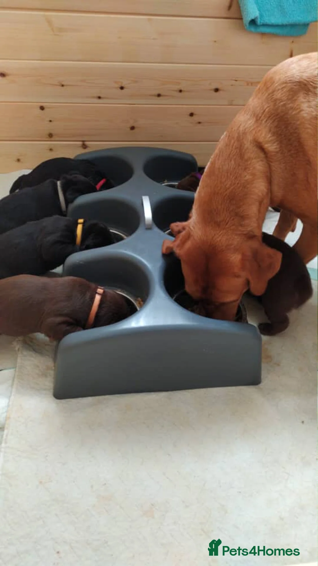 Labrador Retriever dogs for sale: Exceptional Charismatic "JUDGE" for yourselves.... - Advert 9