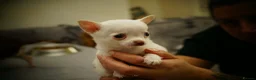 Chihuahua dogs for sale: Cute apple head chihuahua for sale  - Advert 7