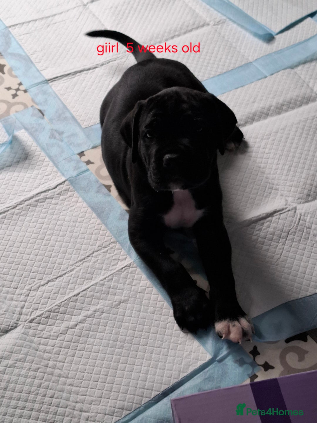 Cane Corso dogs for sale: Chunky cane corso puppies - Image 3