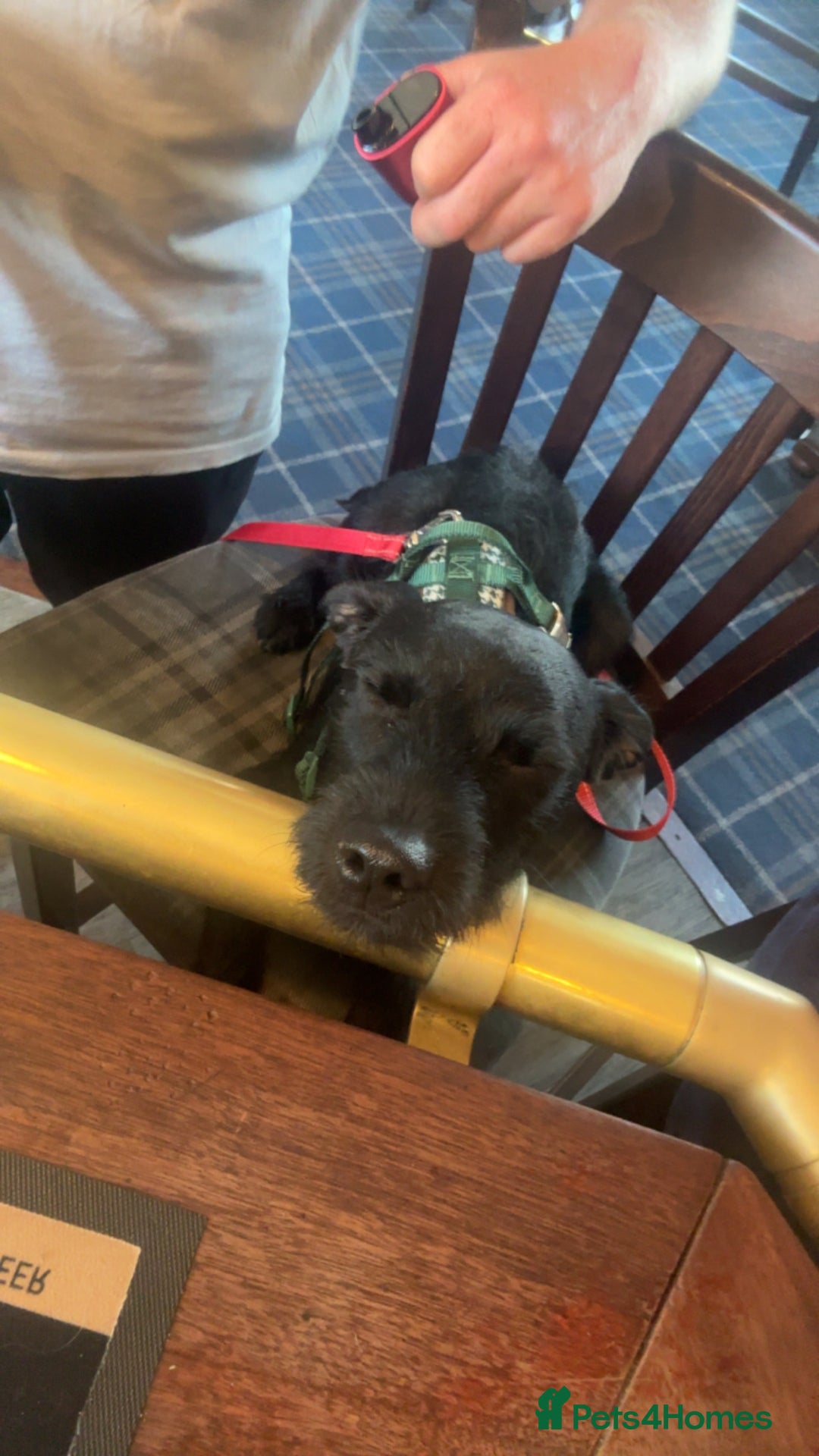 Patterdale Terrier dogs for sale: 1 year old male patterdale - Image 1