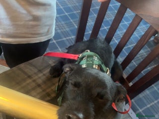 Patterdale Terrier dogs for sale - Advert 1