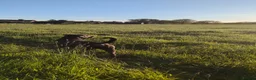 Mixed Breed dogs for sale: 8 months old cane corso x great dane  - Advert 4