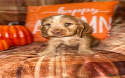 Cocker Spaniel dogs for sale: 🧡💛❤️Stunning KC Show Cocker Spaniels❤️🩷🧡 - Image 6