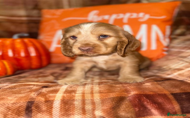 Cocker Spaniel dogs - Advert 8