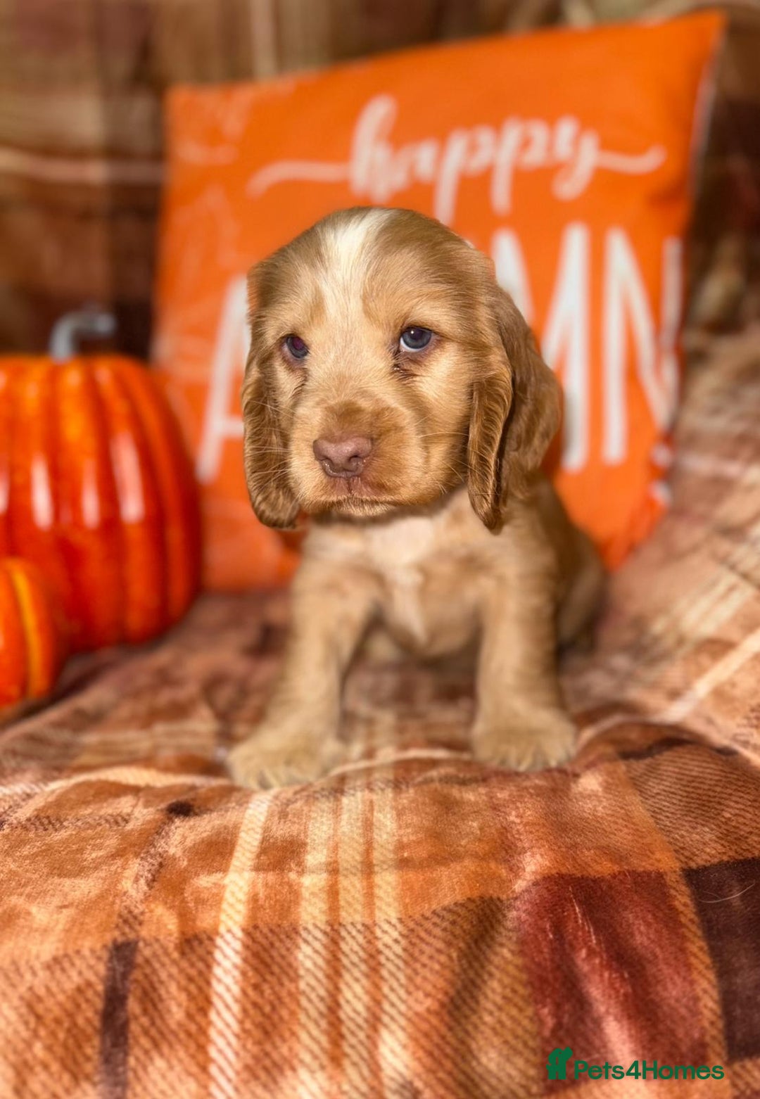 Cocker Spaniel dogs for sale: 🧡💛❤️Stunning KC Show Cocker Spaniels❤️🩷🧡 - Image 6