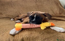 Boxer dogs for sale: Beautiful Boxer puppies - Image 9