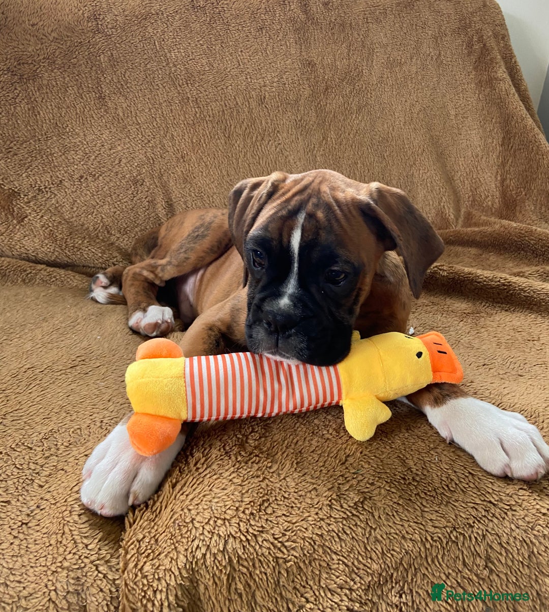 Boxer dogs for sale: Beautiful Boxer puppies - Image 9