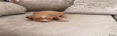Cockapoo 1